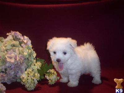Adorable AKC Maltese Puppies